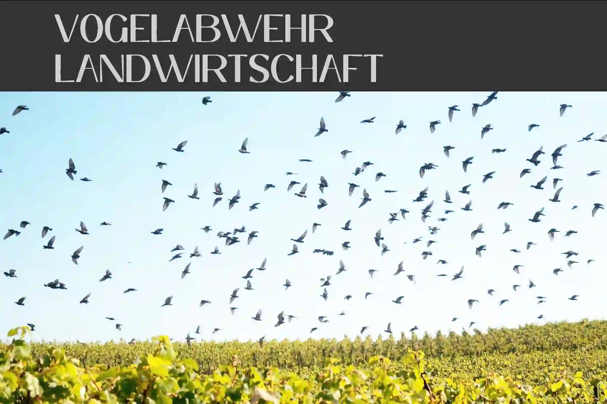Vogelabwehr Landwirtschaft